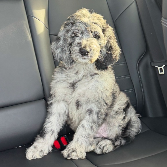 Meet your Posher, Octavia! - Picture 14 of 14